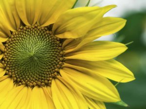 Närbild på gul blomma